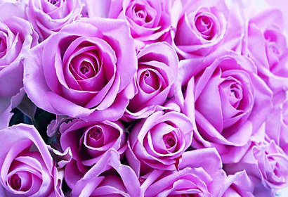 Fototapeta Pozadie krásnych fialových ruží 1897759030